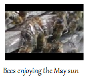 Bees_in_May