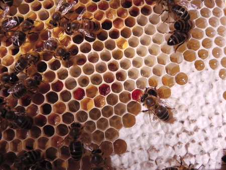 Fresh brood comb with eggs, pollen and Honey stores\\n\\n27/06/2020 12:18