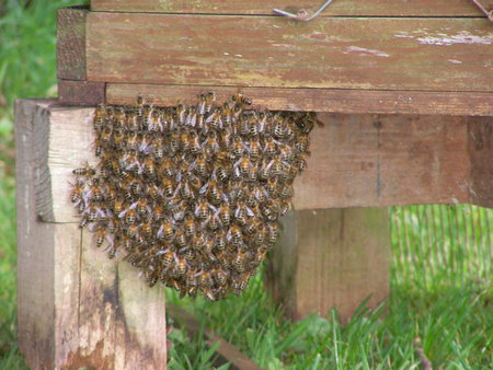 Bees gathered around Queen\\n\\n22/03/2023 10:35