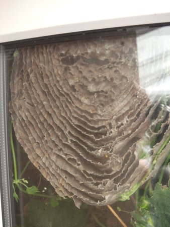 Wasp Nest with Wasps\\n\\n18/08/2020 19:01
