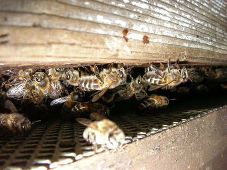 Bees hanging on brood frames\\n\\n22/03/2023 10:35