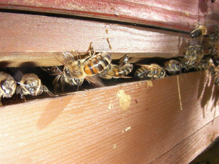 Bees at hive entrance\\n\\n22/03/2023 10:35