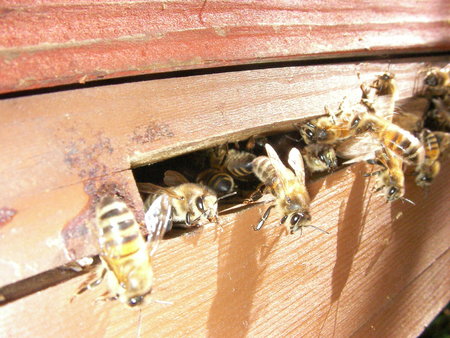 Bees leaving hive\\n\\n22/03/2023 10:40